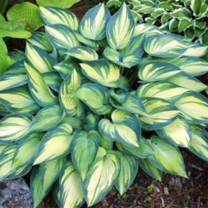 Hosta 'June'; hosta 'June'