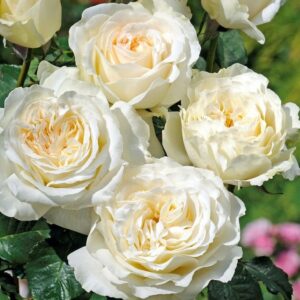 Roos rose Rosa 'Irina'