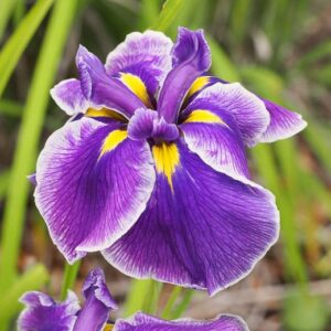 Iris ensata 'Crystal Halo'; Kämpferi iiris 'Crystal Halo'