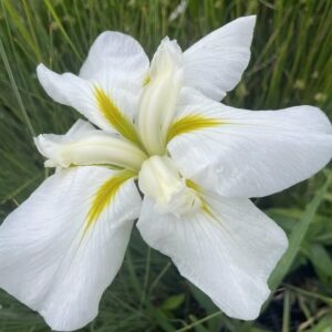 Iris ensata 'White Ladies'; Kämpferi iiris 'White Ladies'