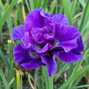 Iris sibirica 'Concord Crush'; Siberi iiris 'Concord Crush'