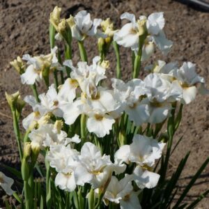 Iris sibirica 'Not Quite White'; Siberi iiris 'Not Quite White'