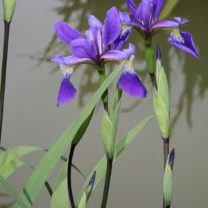 Iris versicolor 'Dark Aura'; kirju iiris 'Dark Aura'