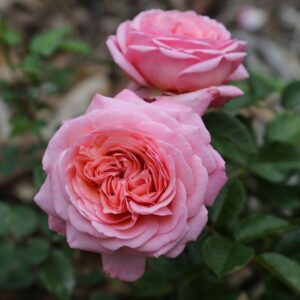 Roos Rosa Rose 'Jean de la Fontaine'