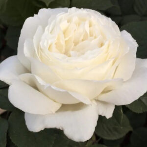 Roos Rosa Rose 'Jeanne Moreau'