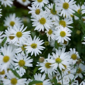 Kalimeris incisa 'Alba'; lõhine kalimeris 'Alba'