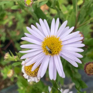 Kalimeris incisa 'Madiva'; lõhine kalimeris 'Madiva'