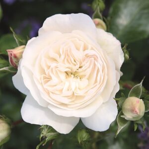 Roos Rosa Rose 'Kastelruther Spatzen Rose'