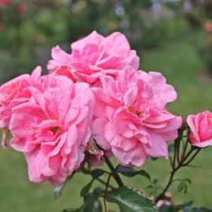 Roos Rosa Rose 'Lancelot'