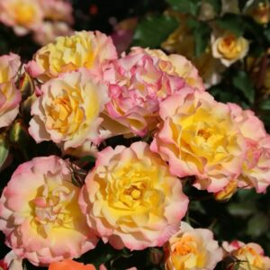 Roos Rosa Rose 'Landlust'