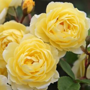 Roos Rosa Rose 'Lemon Siluetta'