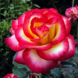 Roos Rosa Rose 'Leo Ferre'