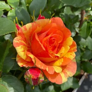 Roos Rosa Rose 'Lollipop'