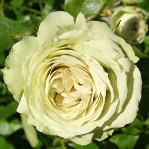 Roos Rosa Rose 'Lovely Green'