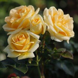 Roos Rosa Rose 'Luna'