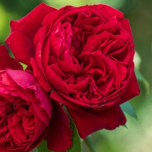 Roos Rosa Rose 'Maestro'