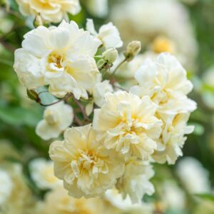 Roos Rosa Rose 'Malvern Hills'