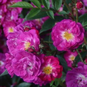 Roosa Rosa Rose 'Manhattan Blue'