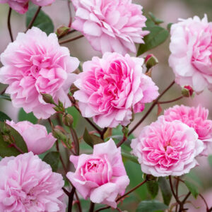 Roos Rosa Rose 'Mary Delany'