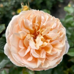 Roos Rosa Rose 'Marzipan'