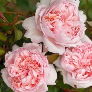 Roos Rosa Rose 'Mauritia'