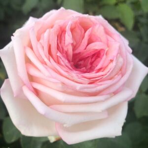Roos Rosa Rose 'MeineRose1'