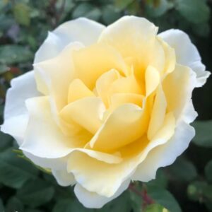 Roos Rosa Rose 'Mentor Rose'