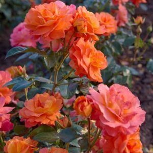 Roos Rosa Rose 'Morning Sun'