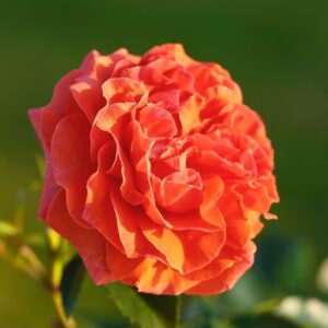 Roos Rosa Rose 'Naranga'