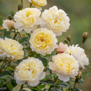 Roos Rosa Rose 'Nye Bevan'