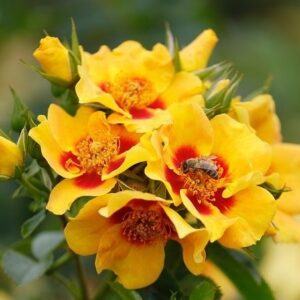 Roos Rosa Rose 'Orienta Milya'