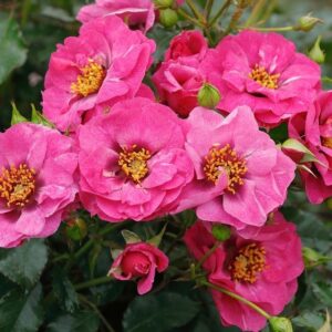 Roos Rosa Rose 'Orienta® Djamila'