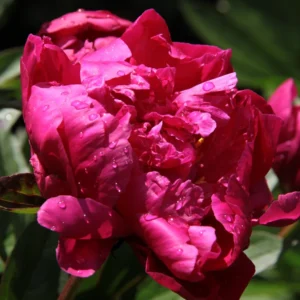 Paeonia lactiflora 'Felix Crousse'; valgeõieline pojeng 'Felix Crousse'