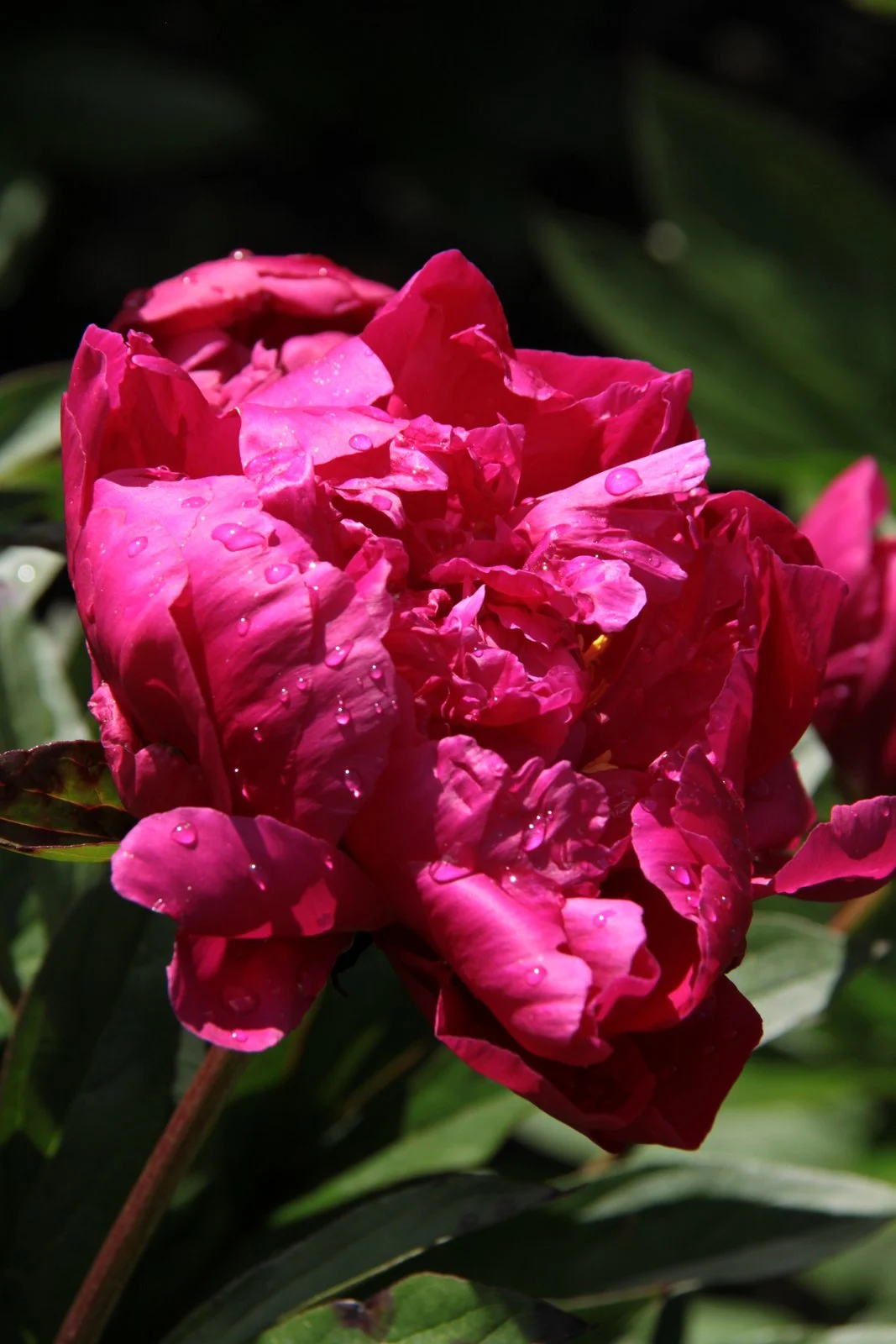 Paeonia lactiflora 'Felix Crousse'; valgeõieline pojeng 'Felix Crousse'