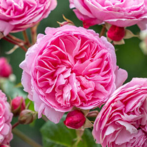 Roos Rosa Rose 'Penelope Lively'
