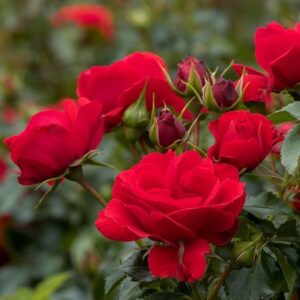 Roos Rosa Rose 'Pepino'