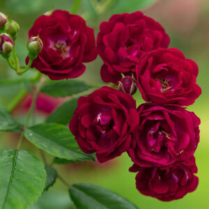 Roos Rosa Rose 'Perennial Domino'