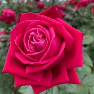 Roos Rosa Rose 'Ruby Kiss'