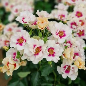 Roos Rosa Rose SEE YOU in purple