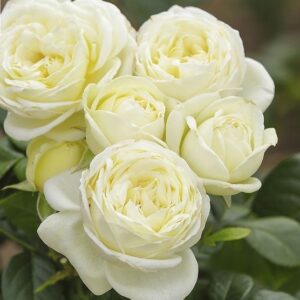 Roos Rosa Rose 'Solo'