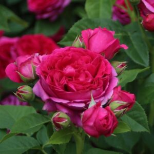 Roos Rosa Rose 'Sophie Luise'