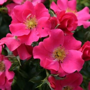 Roos Rosa Rose 'Stadt Rom'