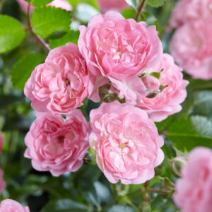 Roos Rosa Rose 'The Fairy'