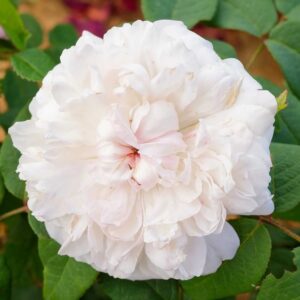 Weisse Jacques Cartier