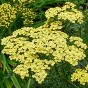 Achillea millefolium harilik raudrohi 'Credo'