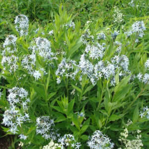 Amsonia tabernaemontana; pajulehine amsoonia / pajulehine sinitäht