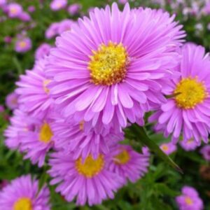 Aster novi-belgii / Symphyotrichum novi-belgii 'Patricia Ballard'; õiekas sügisaster 'Patricia Ballard'