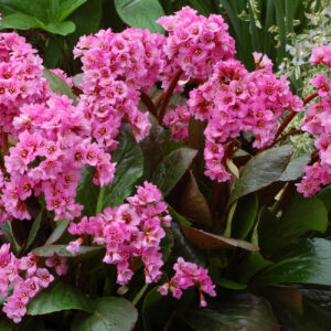 Bergenia 'Spring Fling'; bergeenia 'Spring Fling'