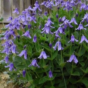 Clematis integrifolia; tervelehine elulõng