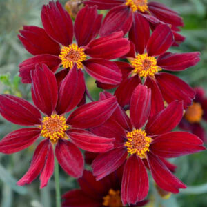 Coreopsis 'Red Satin'; neiusilm 'Red Satin'